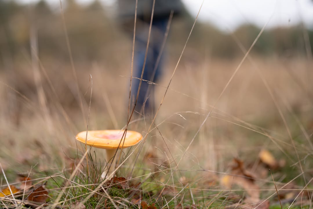 Facebook bericht afbeelding